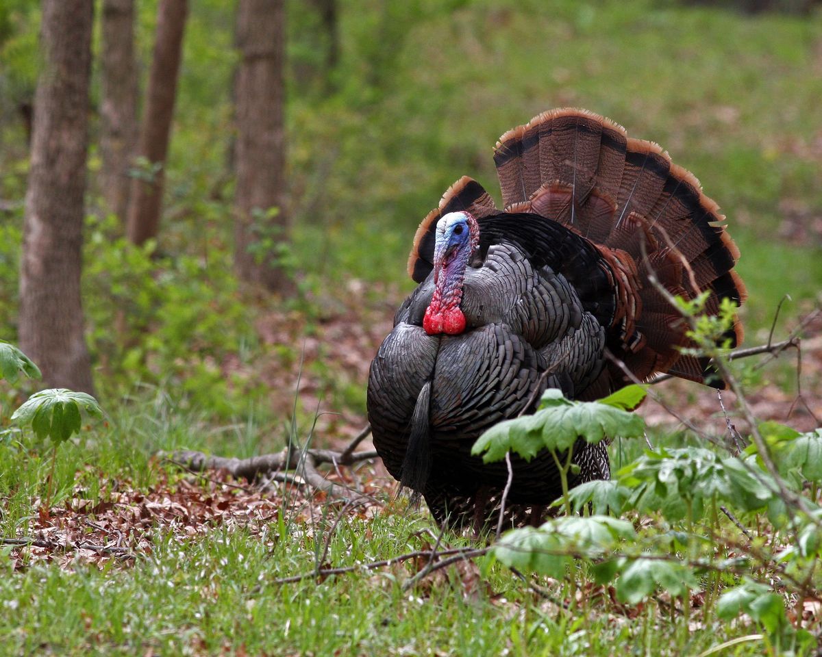 Turkey Display