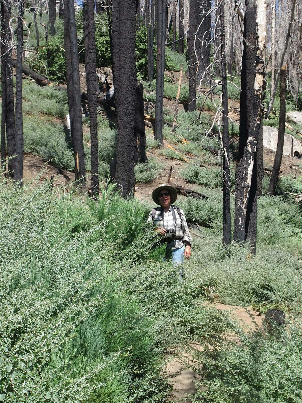 SciArt LASER Walk with Ruth Wallen and the Sequoias of Santa Fe