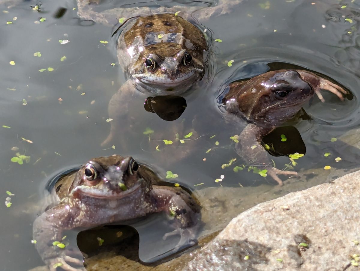 All About Frogs - talk & pond visit