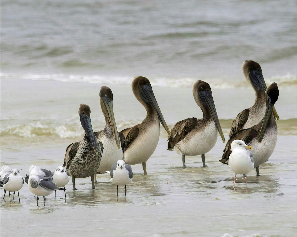 Thursday Morning at the Matanzas Inlet with Peggy Cook