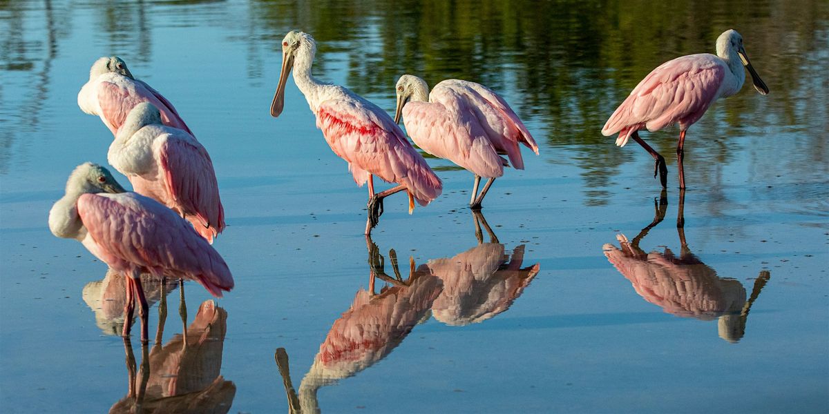 Wading Birds Photography Tour