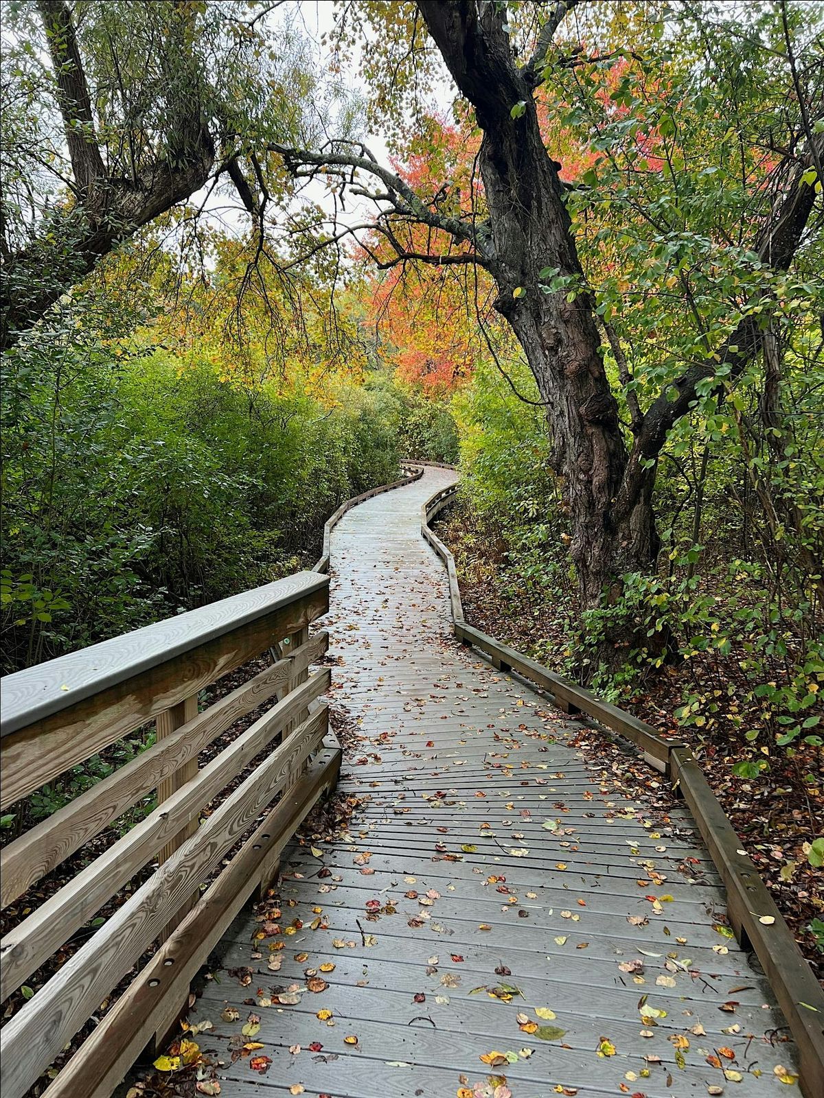 Accessible  Guided Walk at Hellcat Interpretive Trail