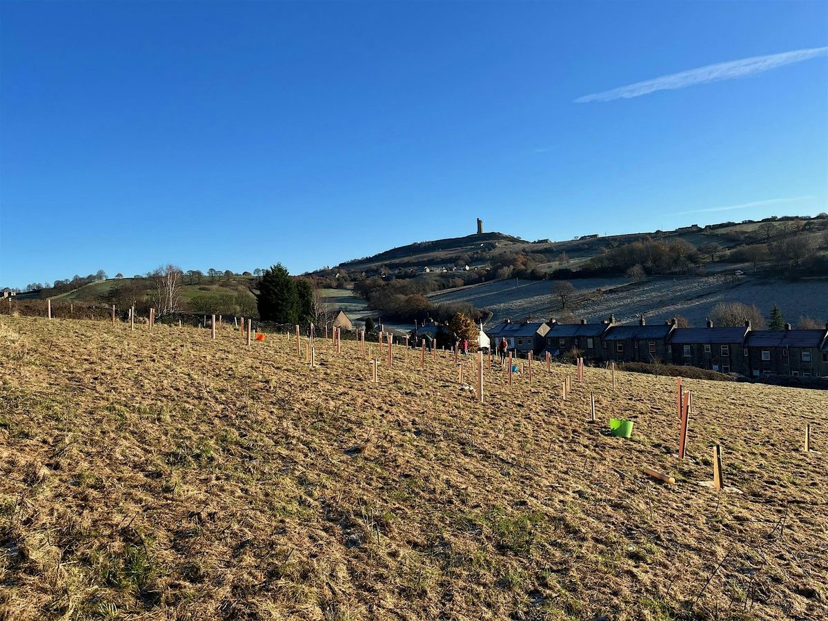 Tree planting in Kirklees - Almondbury ward