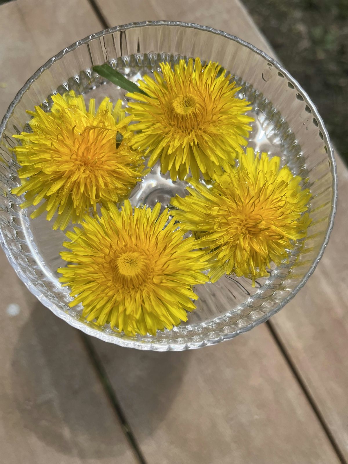 Flower Essences: Tools for Clarity and Care, $45