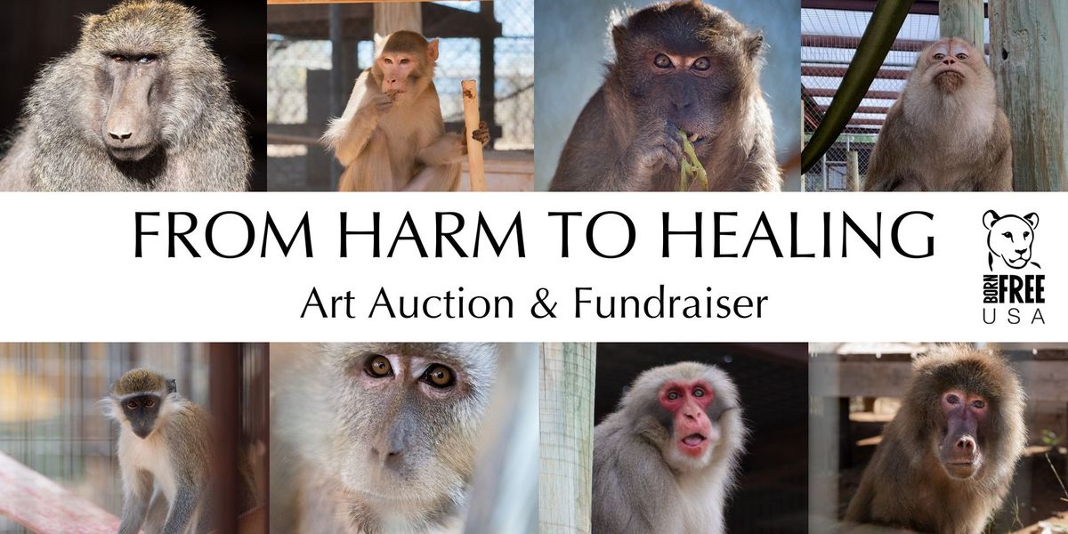 From Harm to Healing: Art Auction & Fundraiser to Benefit Primate Sanctuary