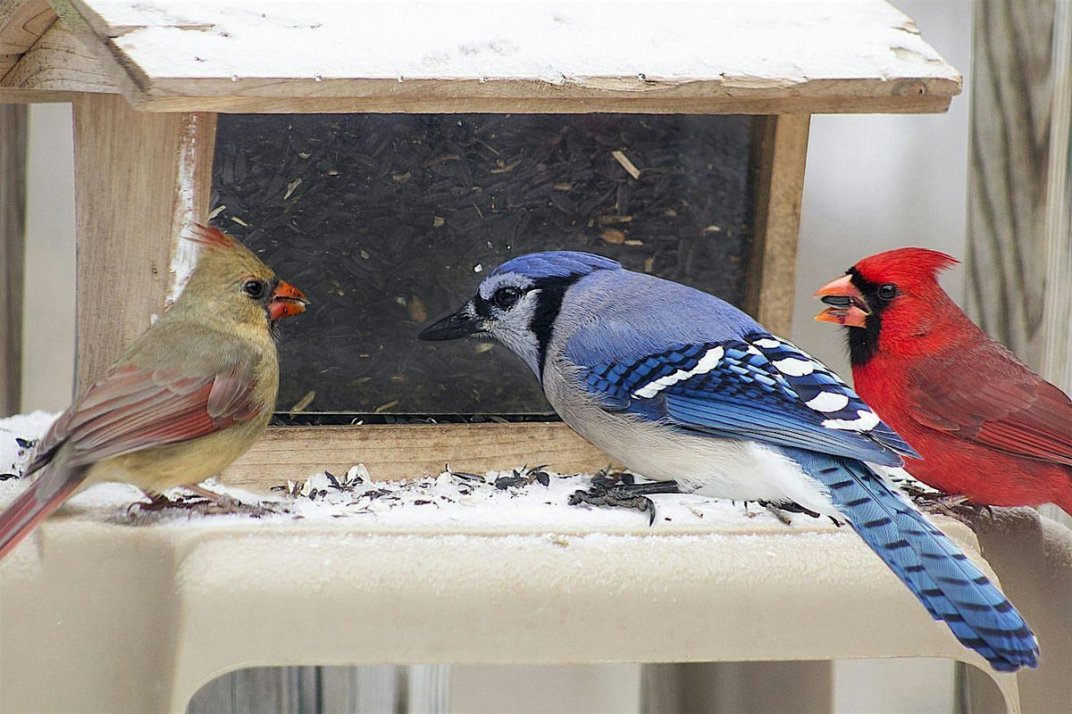 Birding for Beginners Workbench