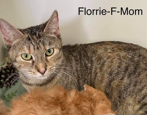 Adoption Event At Petsmart Petsmart Winchester 19 June 2021 Petsmart Events July 2022 22312