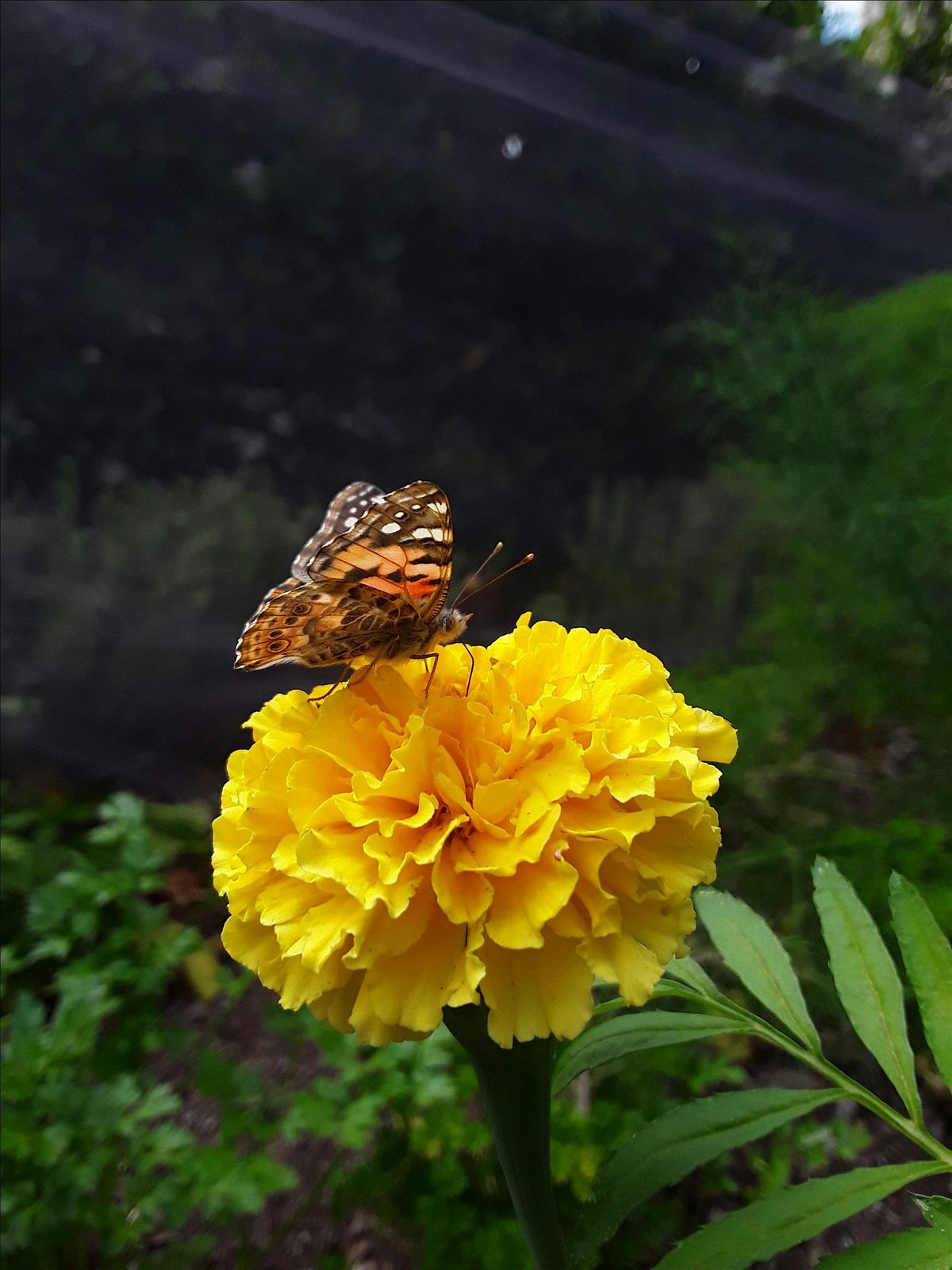 Exploring winter flowers and their pollinators