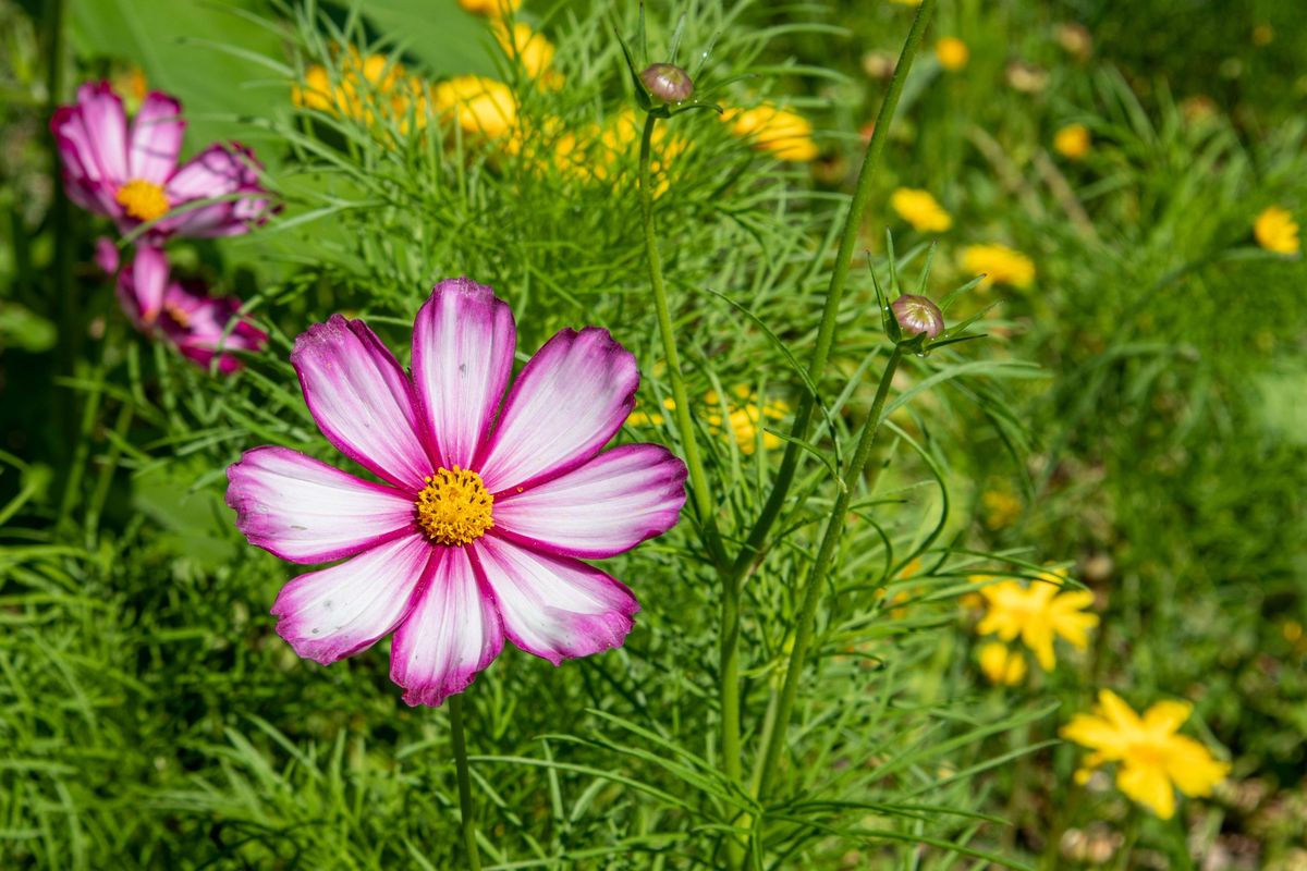 Summer Solstice Dynamic Meditation