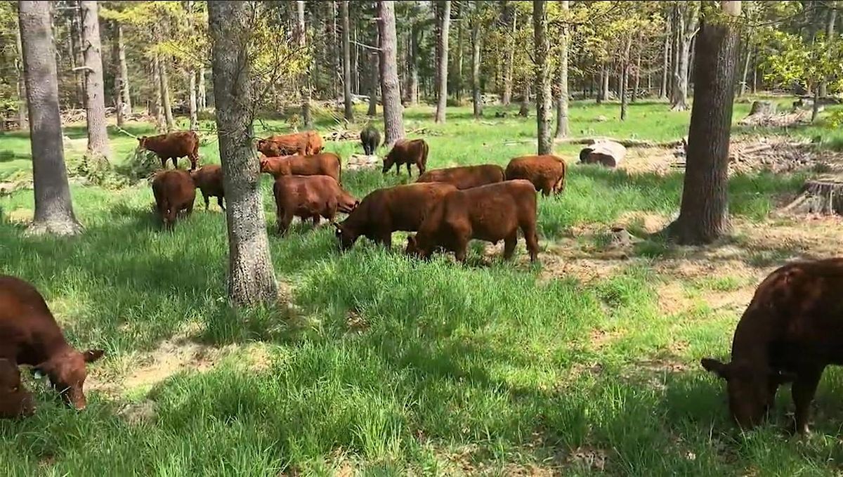 Volunteer Workday Event In The Silvopasture At Wild Harmony Farm