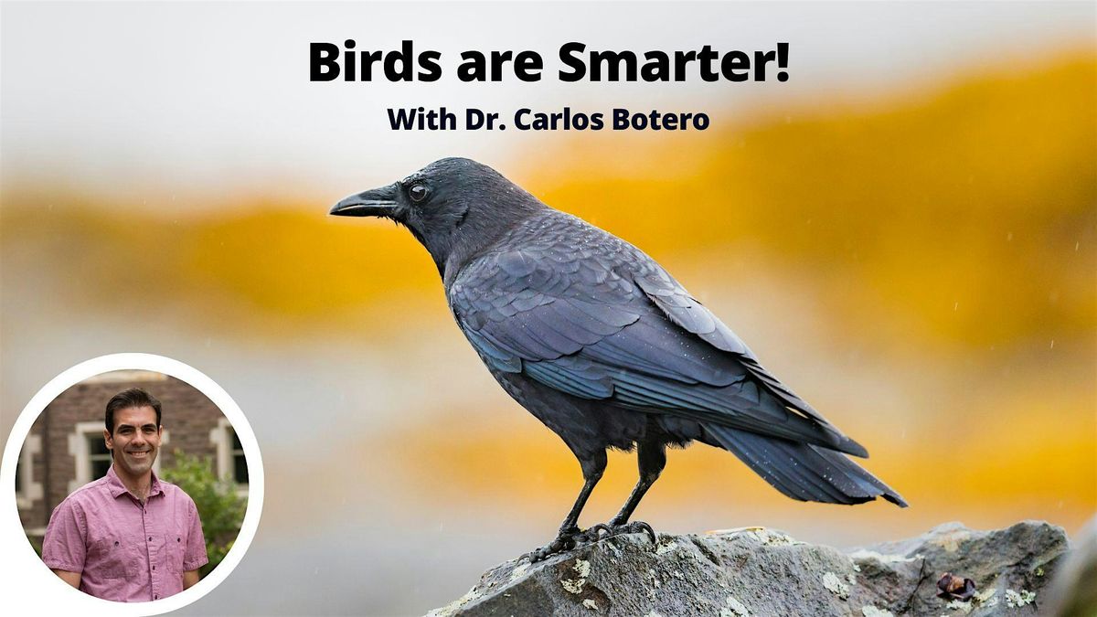 Birds are Smarter!