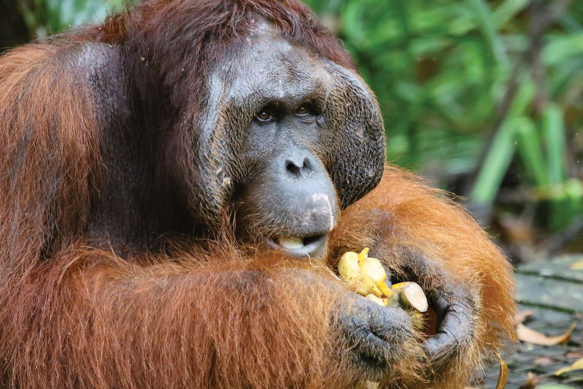 Day trip to Chester Zoo