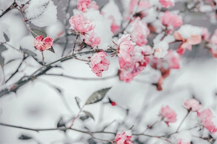 FESTIVAL OF ROSES