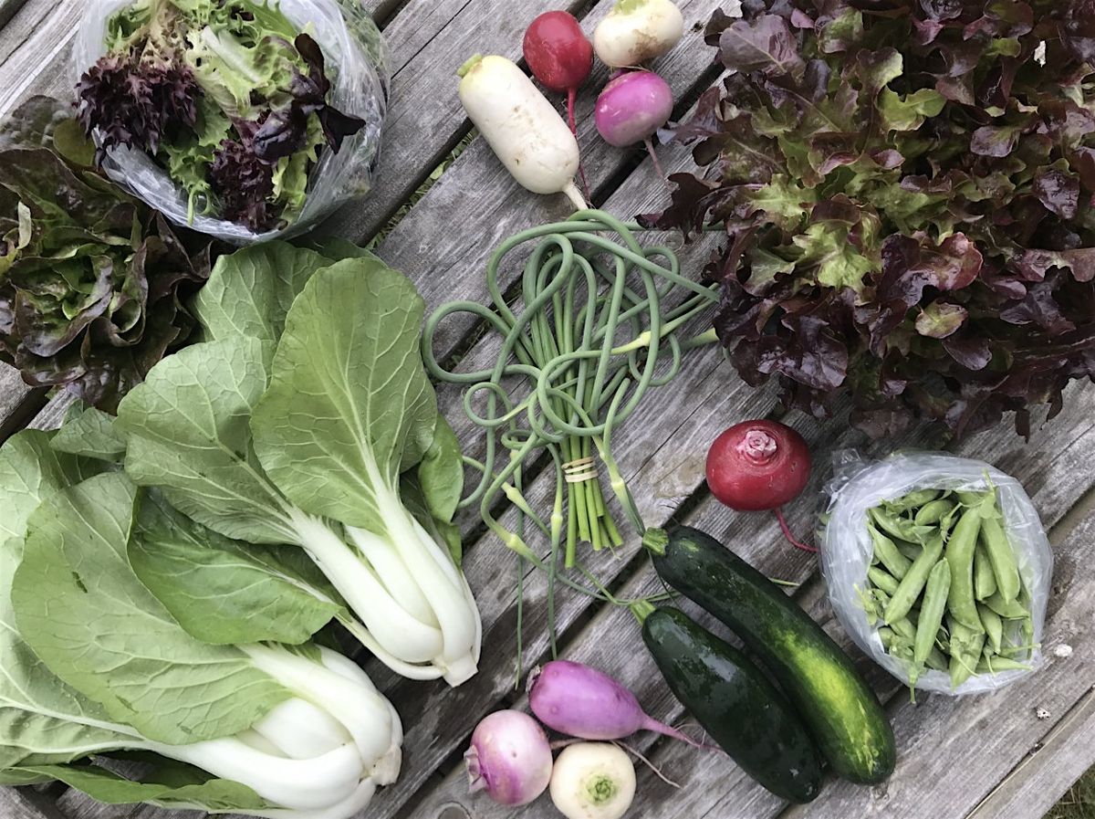 Micro Series: Transforming your CSA Odds and Ends\u2014$50