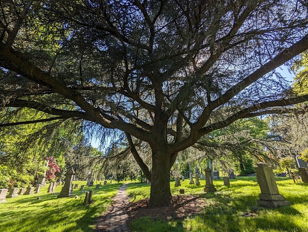 Conifers of Green-Wood Cemetery