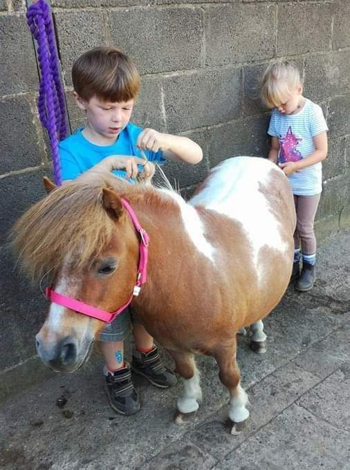 NEW Ride and Groom 1 hour, Tues 3rd Aug 10am £25, Firtree Farm Riding School, Newcastle upon