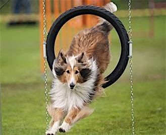 Great American Dog Show Cantigny Park