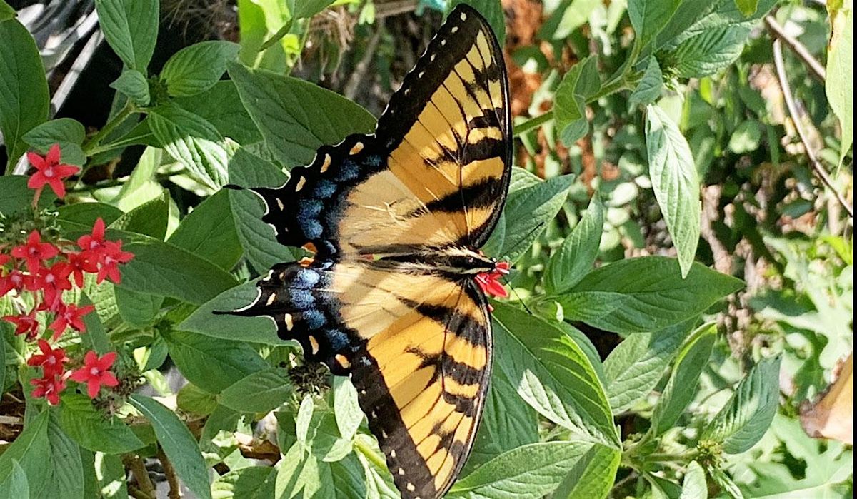 Butterfly Gardening Basics w\/ Paulette Balfour