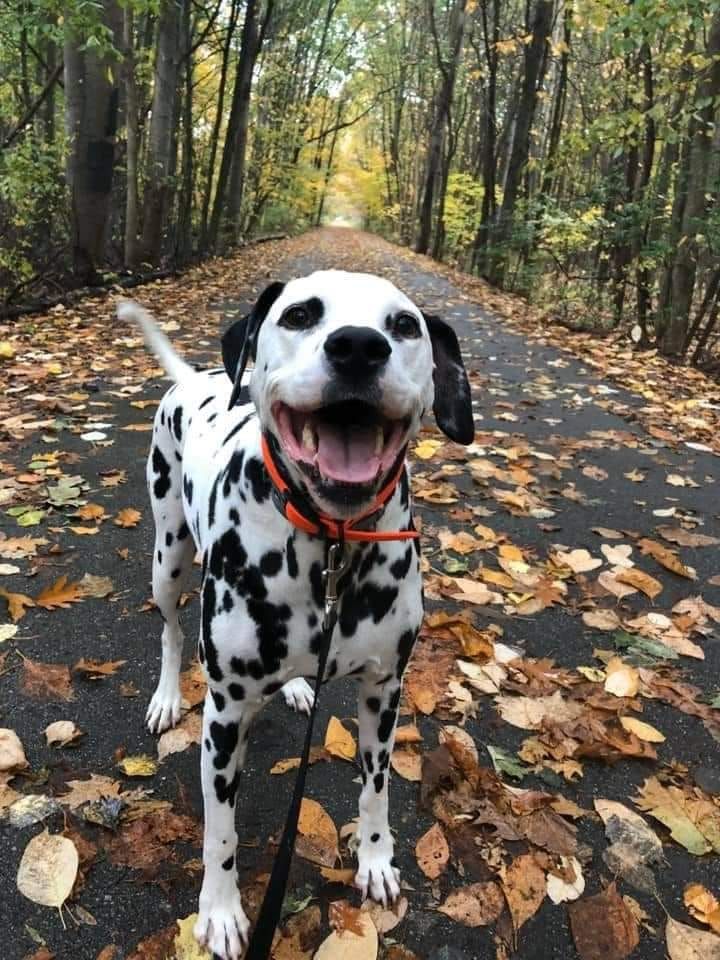 Dalmatian Day at Bde Maka Ska Lake, Minneapolis.