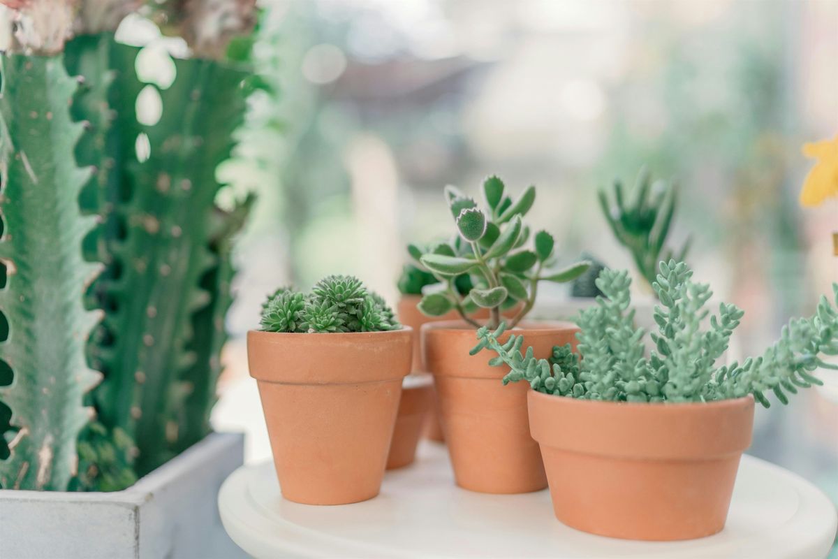 Plant and Play Market at Urban District Market