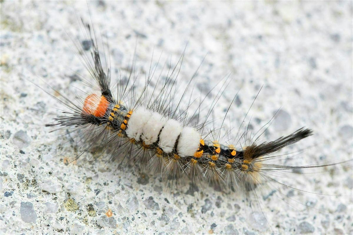 09-25-2025 Harmful, Helpful or Harmless: Common Insects in FL Landscapes