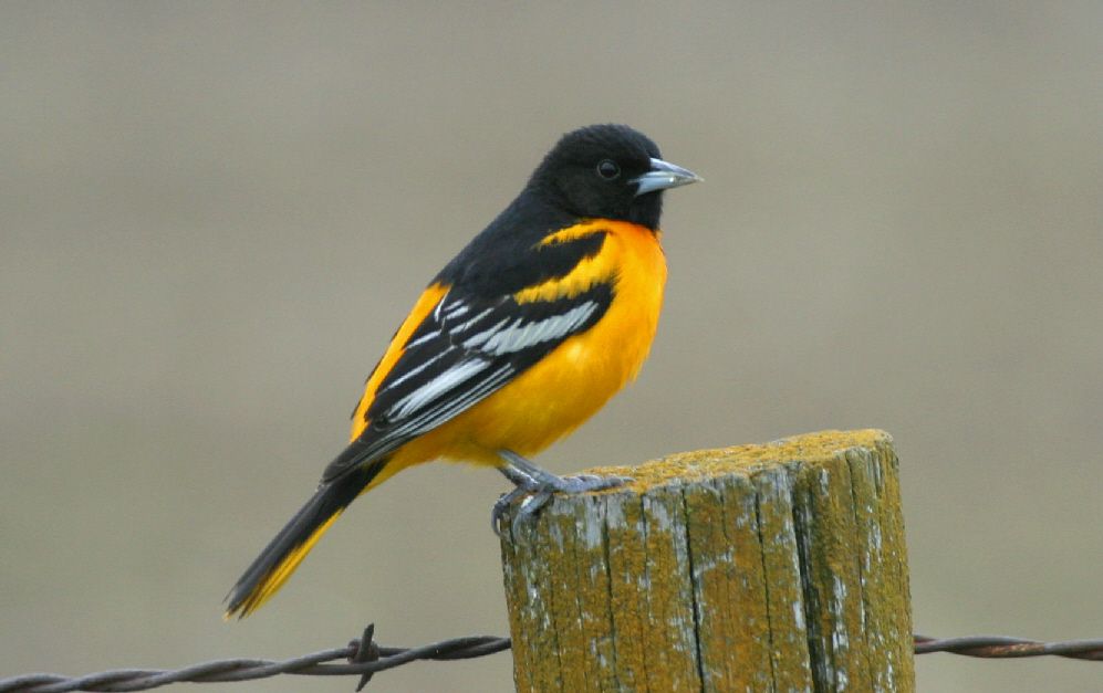 Conservation Coffee Club-Tracking Bird Migration in Iowa