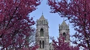Cherry Blossom Walking Tour in Branch Brook Park