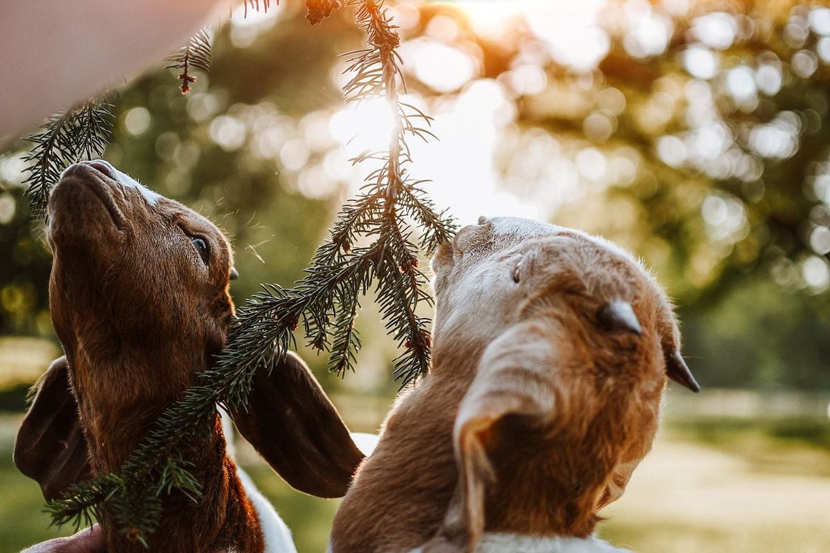 Goat Yoga 