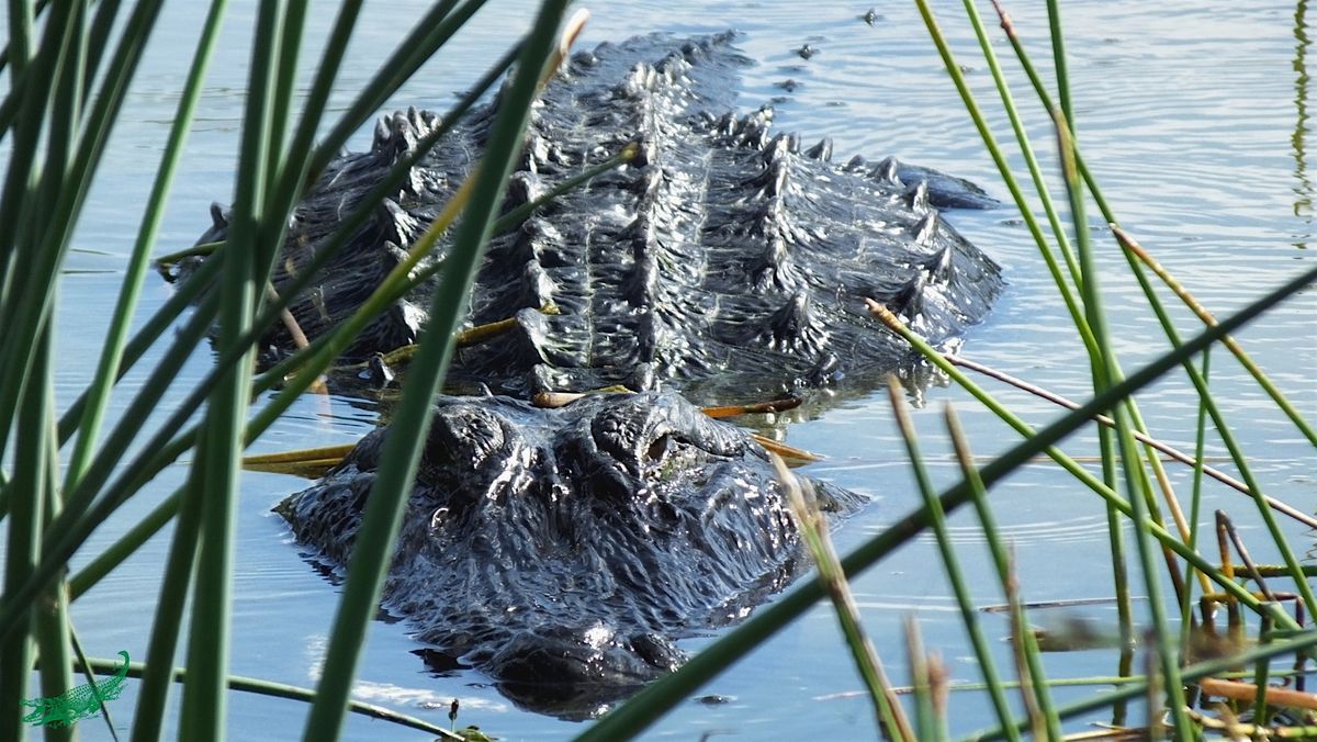 Our Mysterious Neighbors: The American Alligator Nature Walk