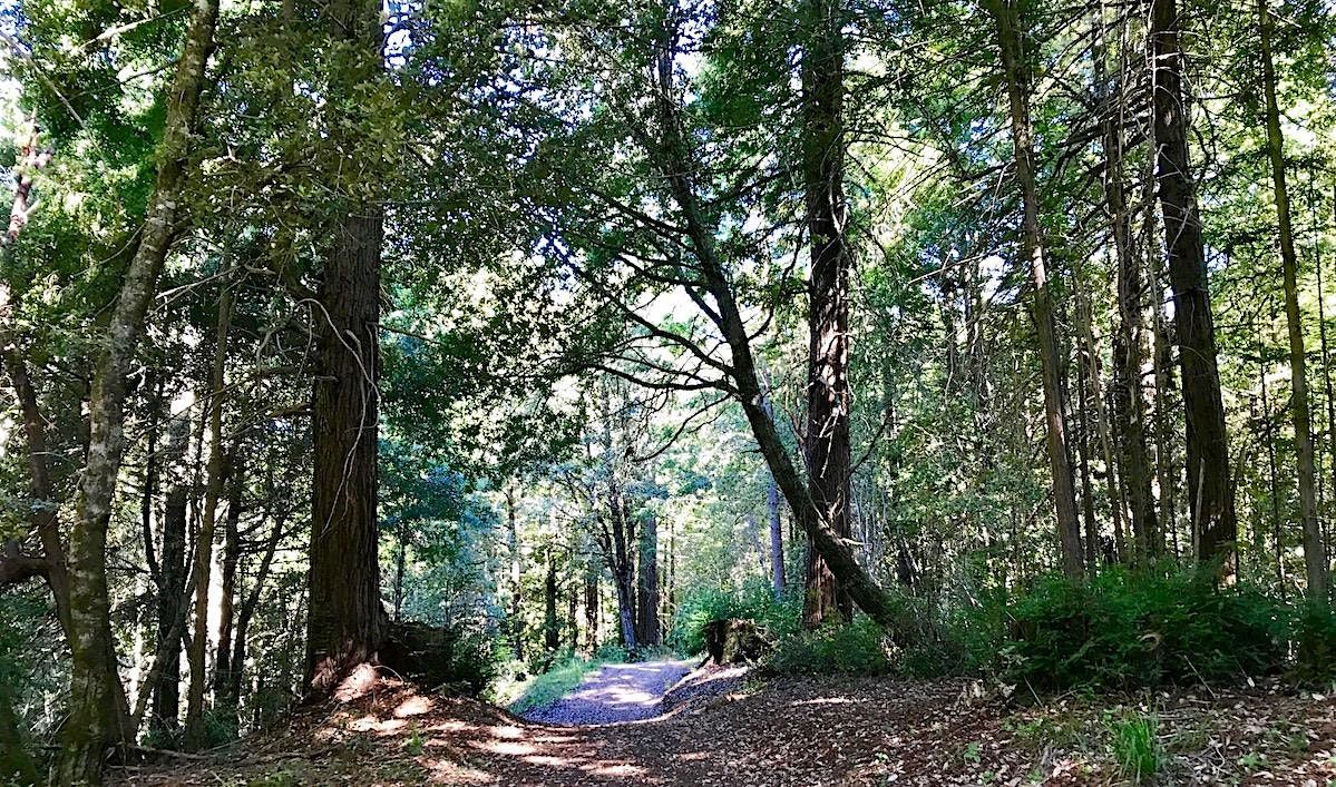 North Ridge Trail Hike at Purisima Creek Redwoods