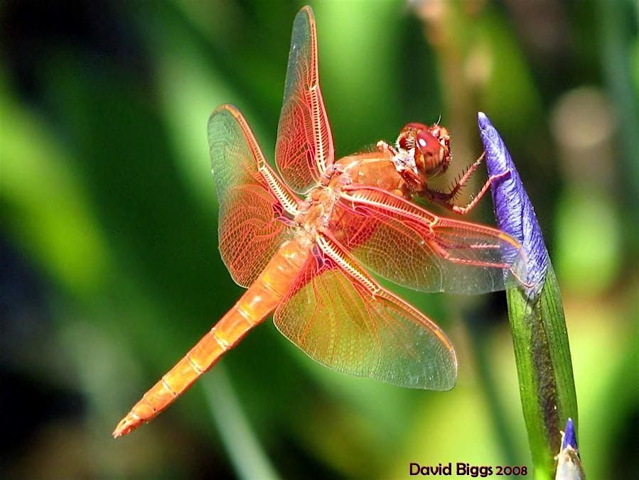 Our  Wild Watershed : "Dragonflies with Kathy Biggs and Sandra von Arb"