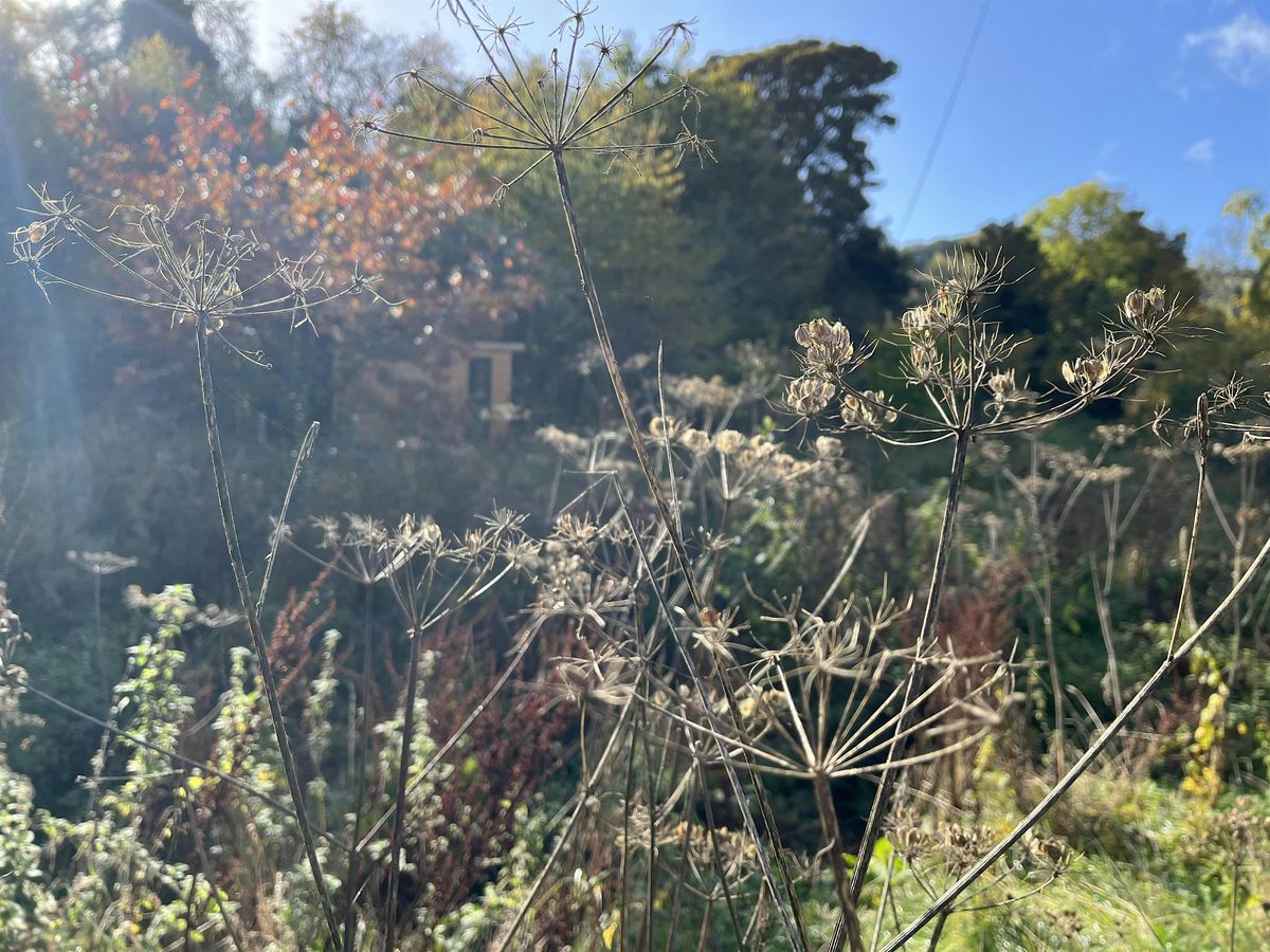 Samhain sensuous foraging and medicine making ceremony