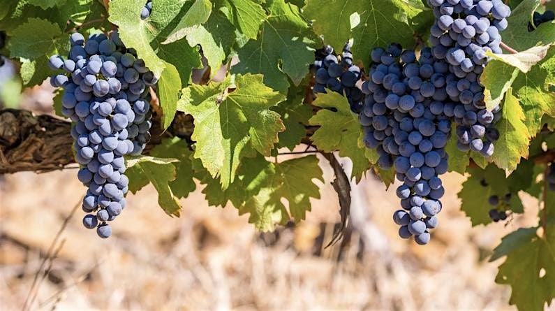 Austin Wine Tour