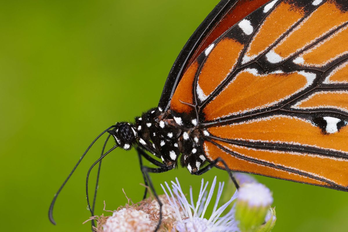 Tiny Wonders: Mastering Macro Photography