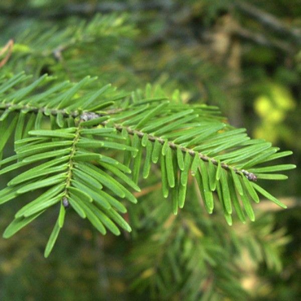 Winter Wild Food & Medicine Walk - Blue Forest