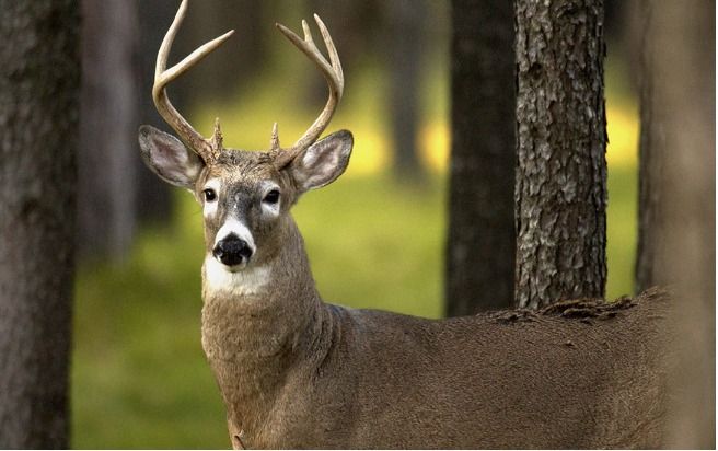 Whitetail Processing & Cooking Clinic