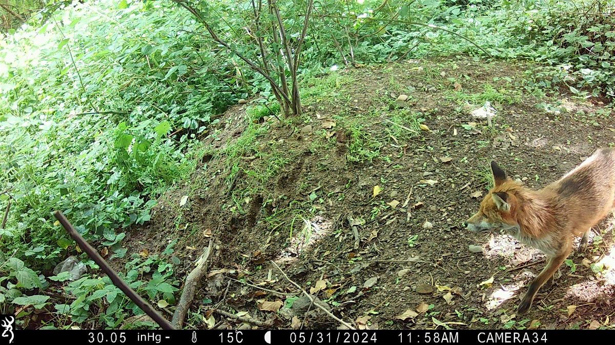 St John's Trail Camera Survey