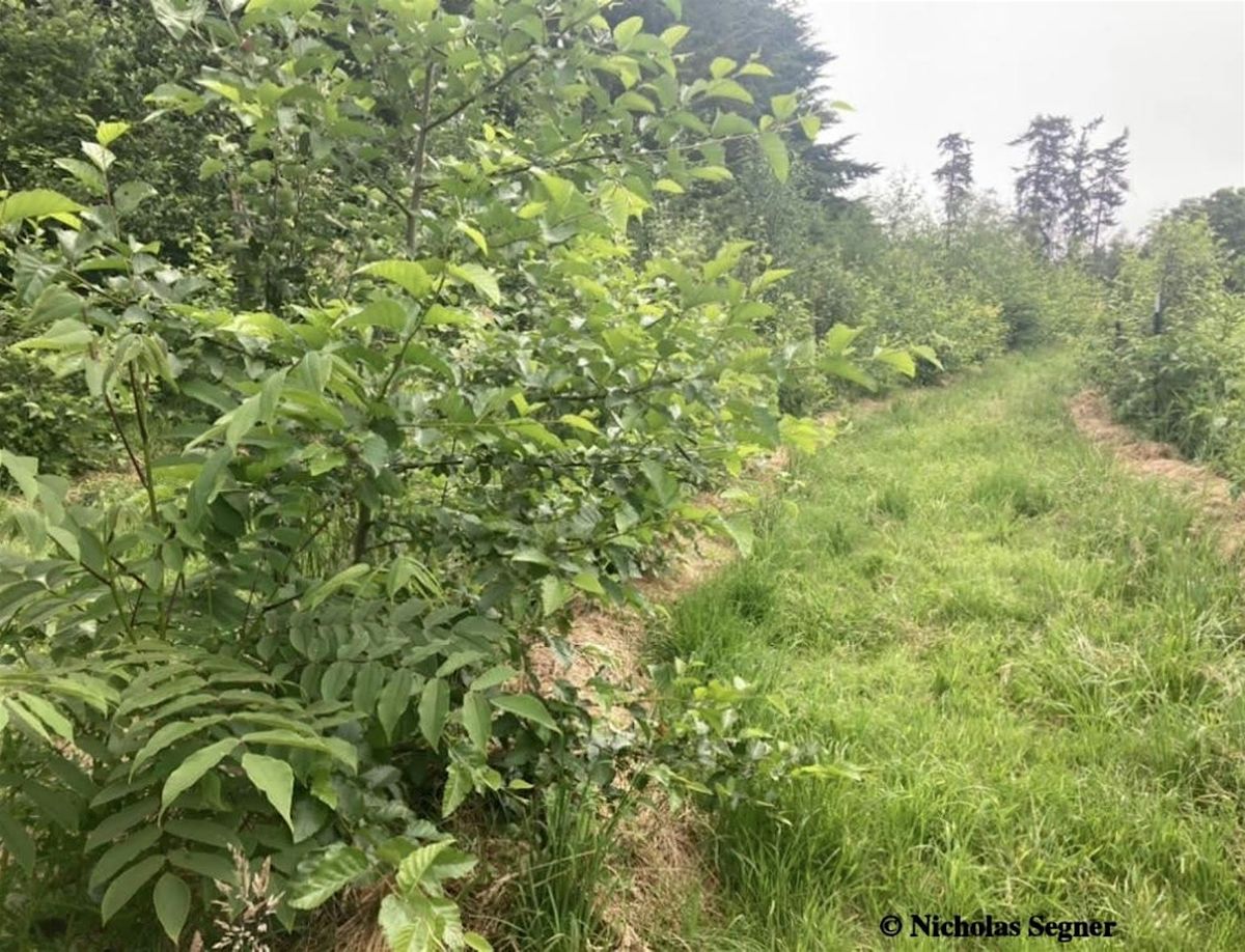 Temperate Climate Syntropic Agroforestry