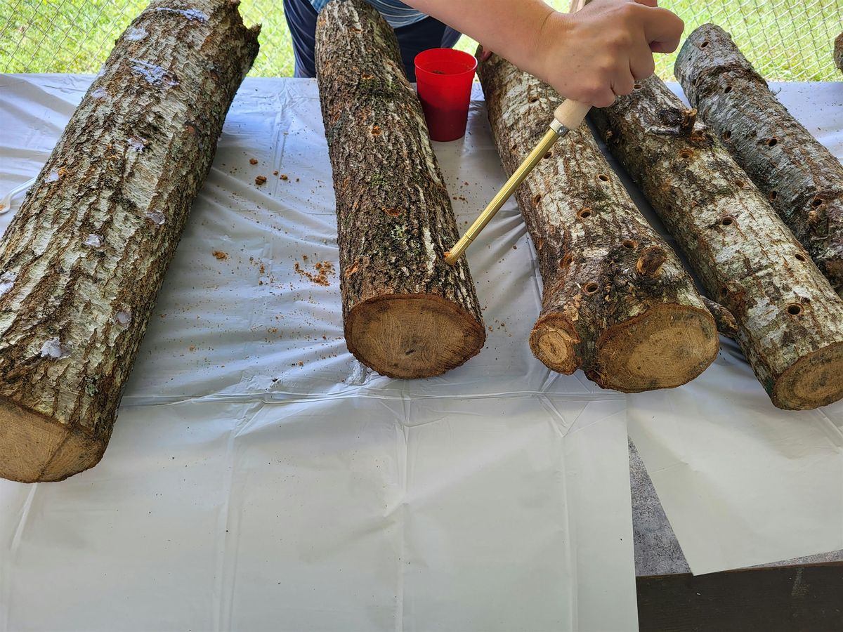 Shiitake  Mushroom Production