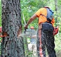 Tree Felling Workshop