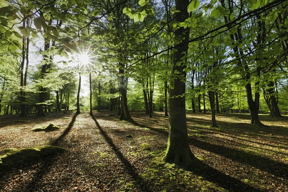 Small Woodland Management