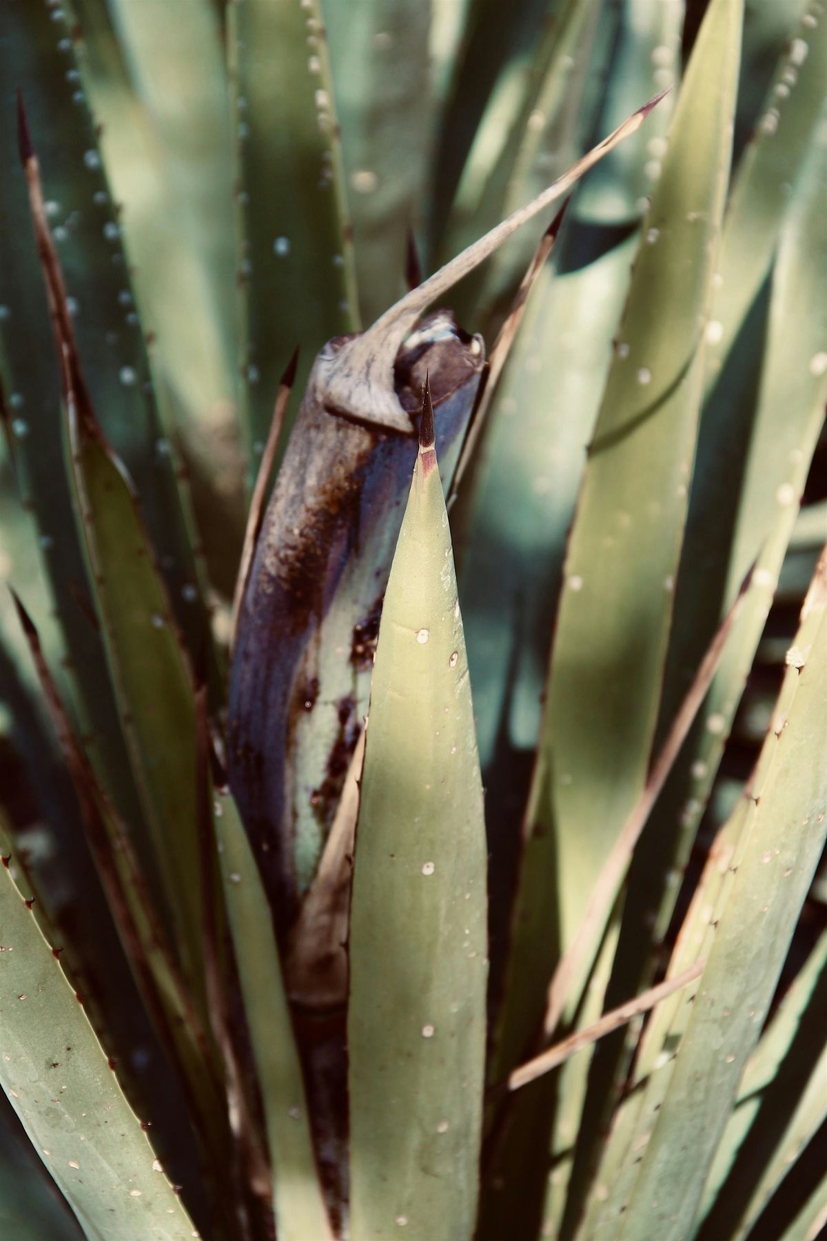 Agave & Agriculture: A Seminar on Sustainability with Agave Leaders