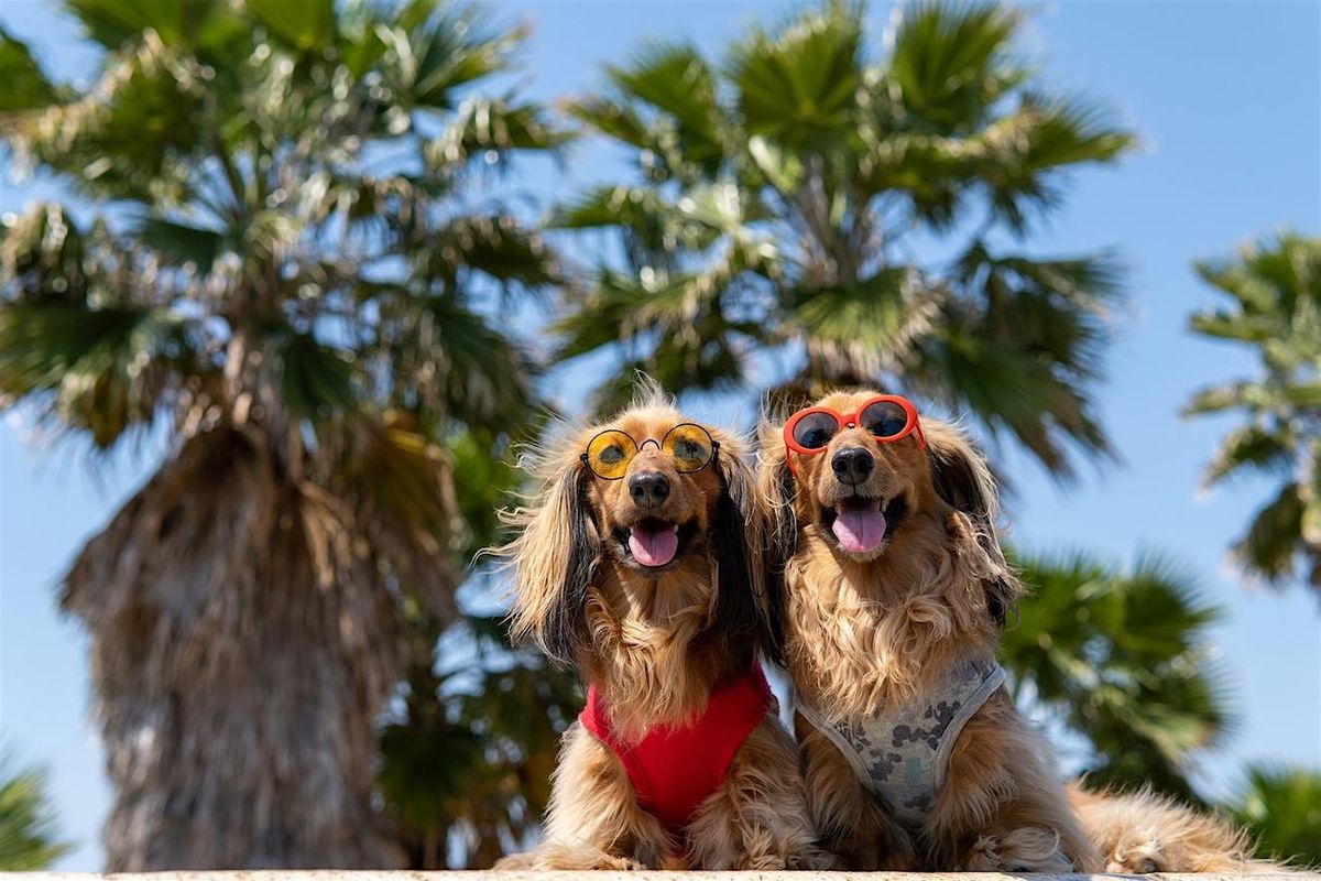 Beach Paw-rade: Fancy Dog Costume Hangout