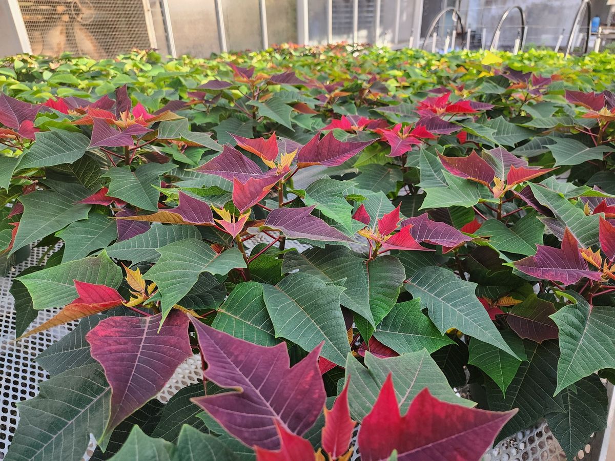 Poinsettia Sale