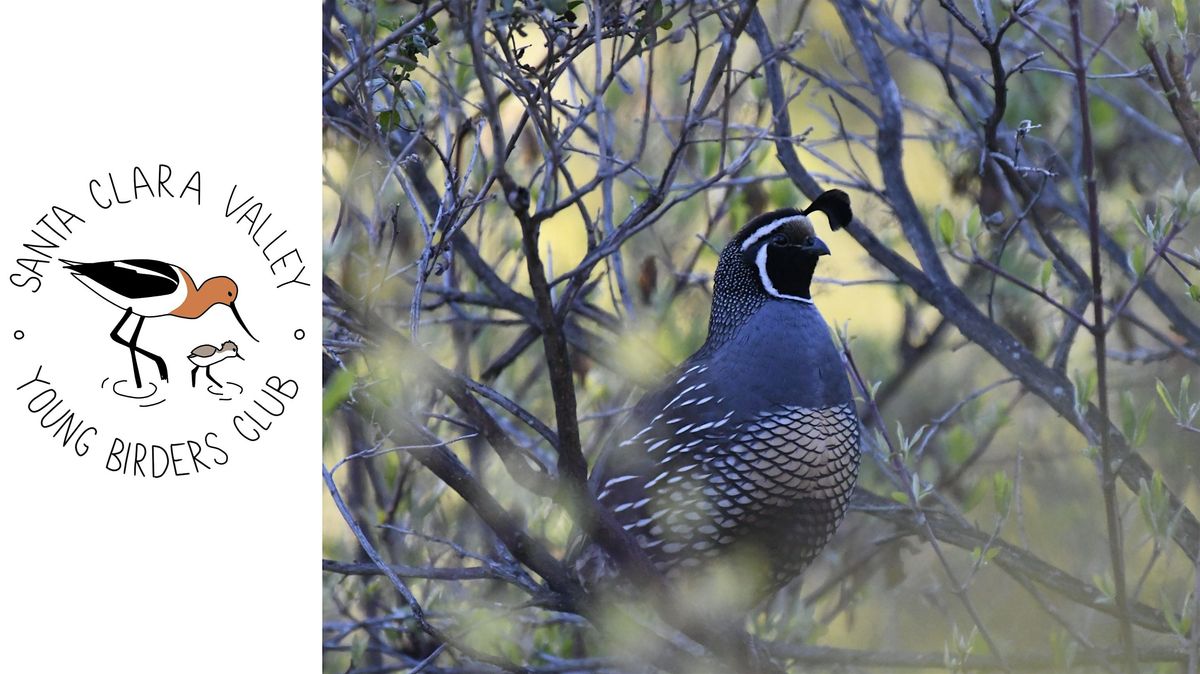 Young Birders Club: Los Alamitos Creek Trail to Almaden Lake Park