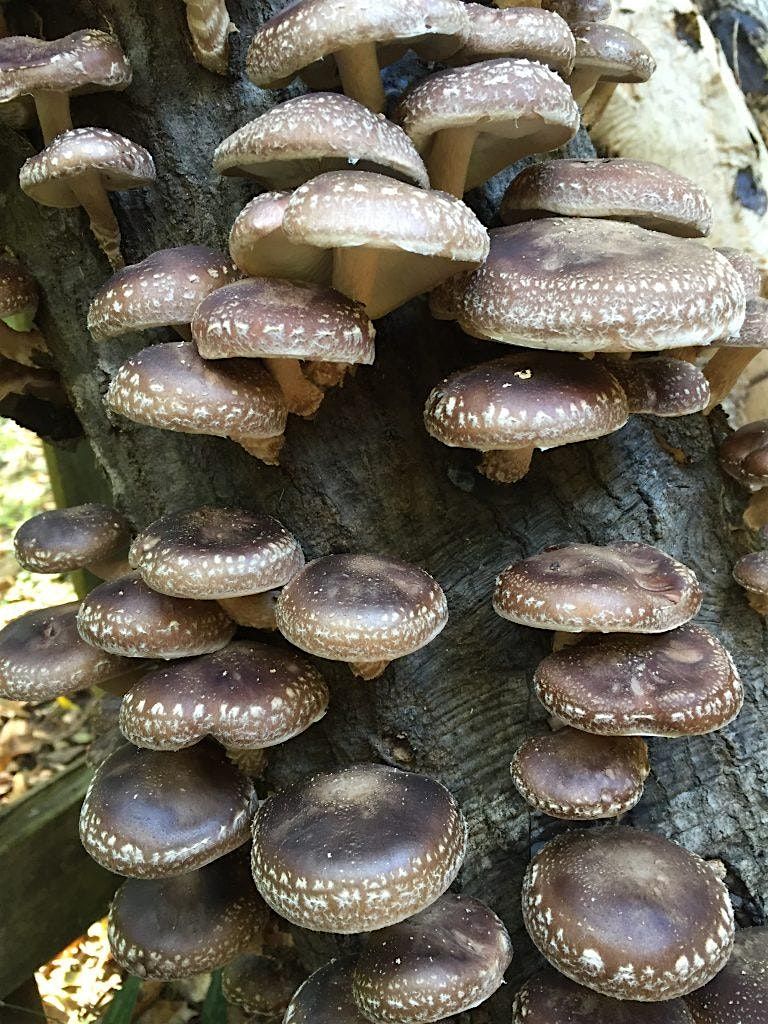 Mushroom Log Inoculation Workshop