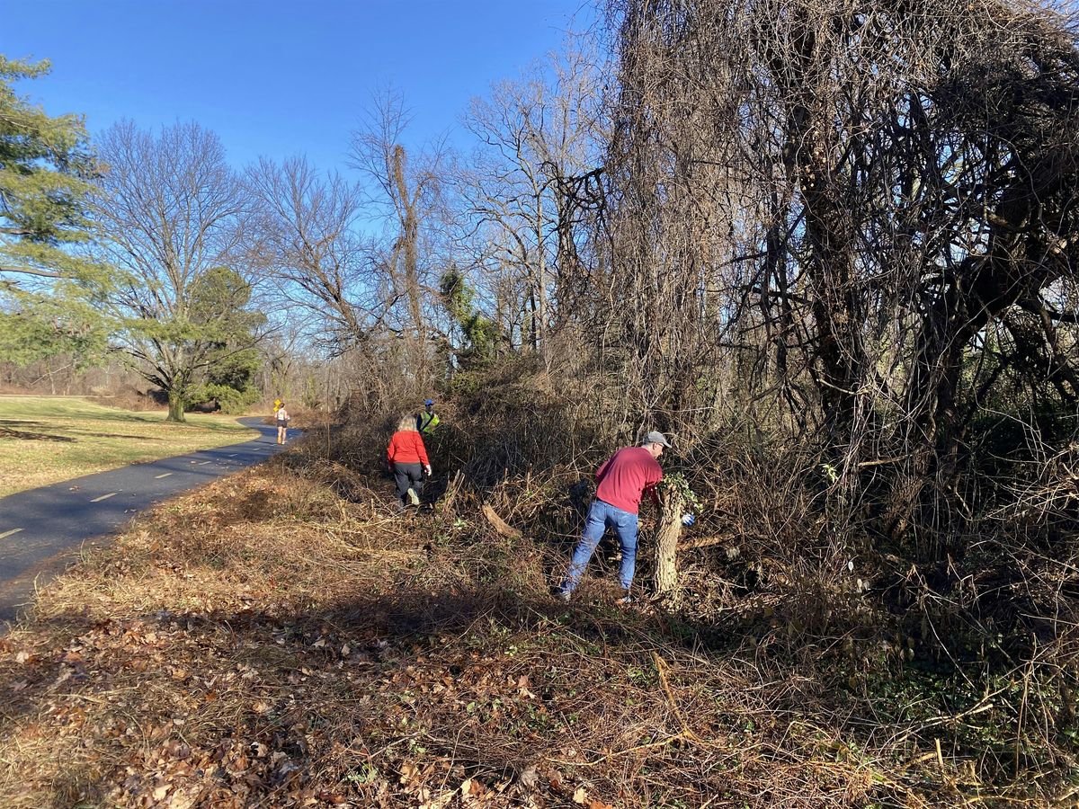 Vegetation Removal Near Daingerfield Island