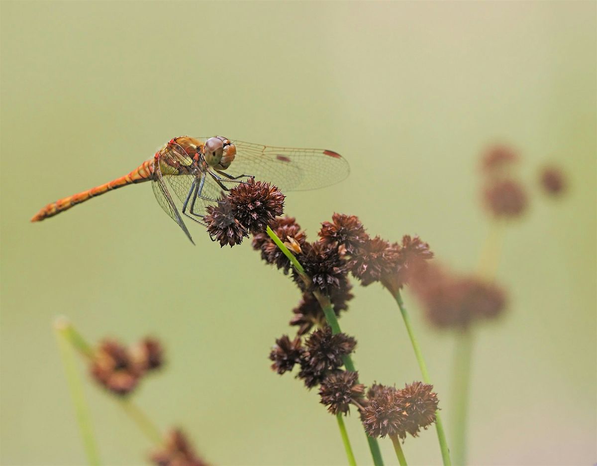 The Nature of Panshanger Park
