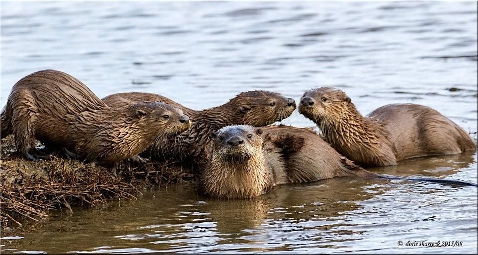 Our Wild Watershed : "River Otters with Mary Ellen King"