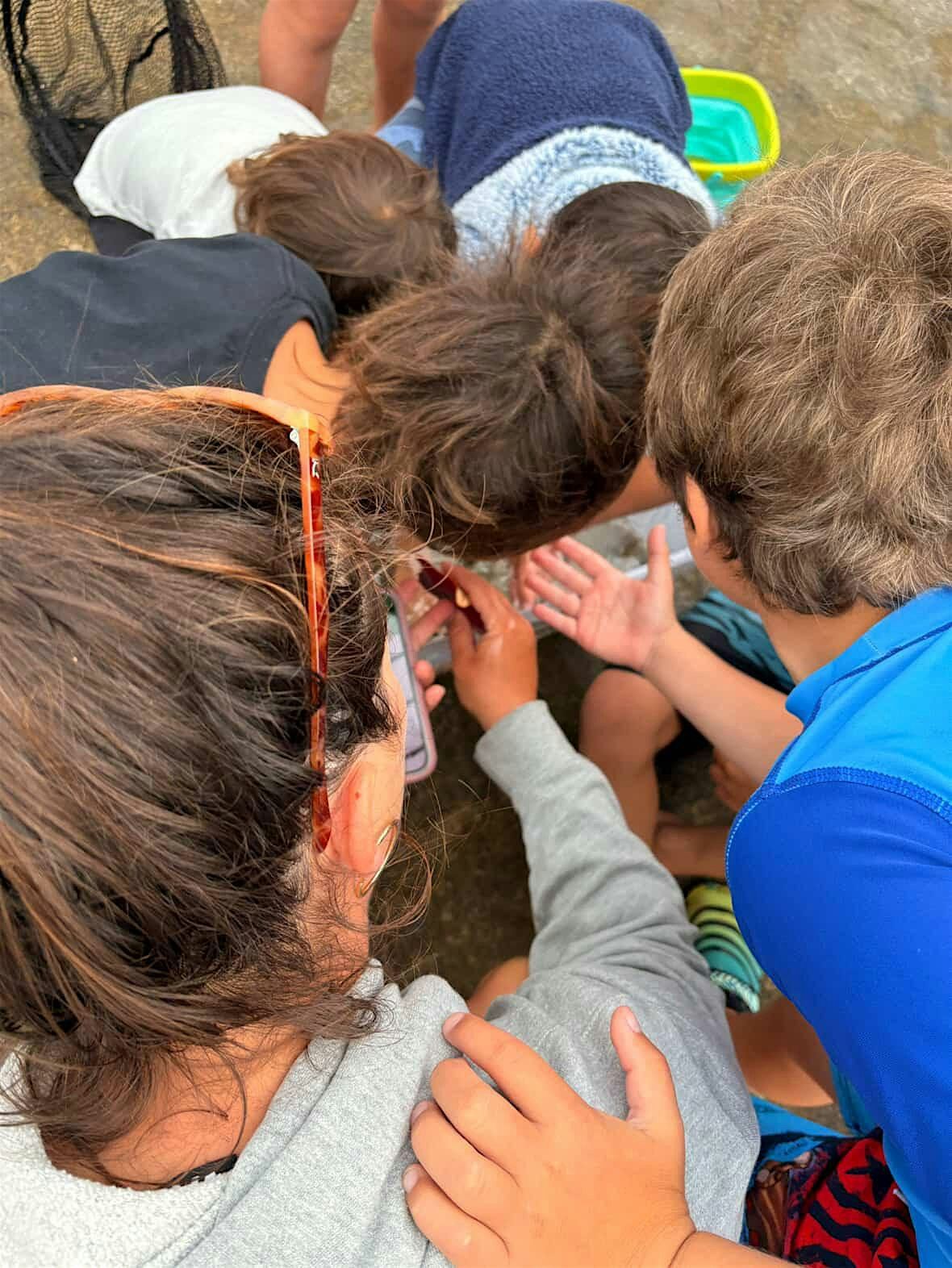 Seaside Safari: Family Tidepool Adventure